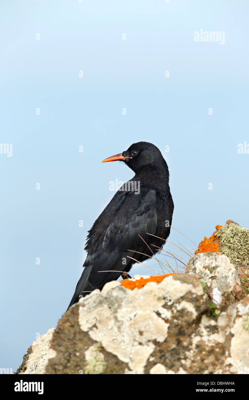 Chough; Pyrrhocorax pyrrhocorax; Cornwall; UK Stock Photo