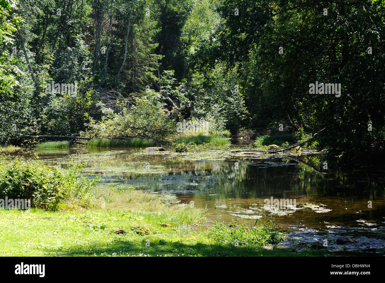 Simuna wellspring, a beginning of Pedja river, Estonia Stock Photo