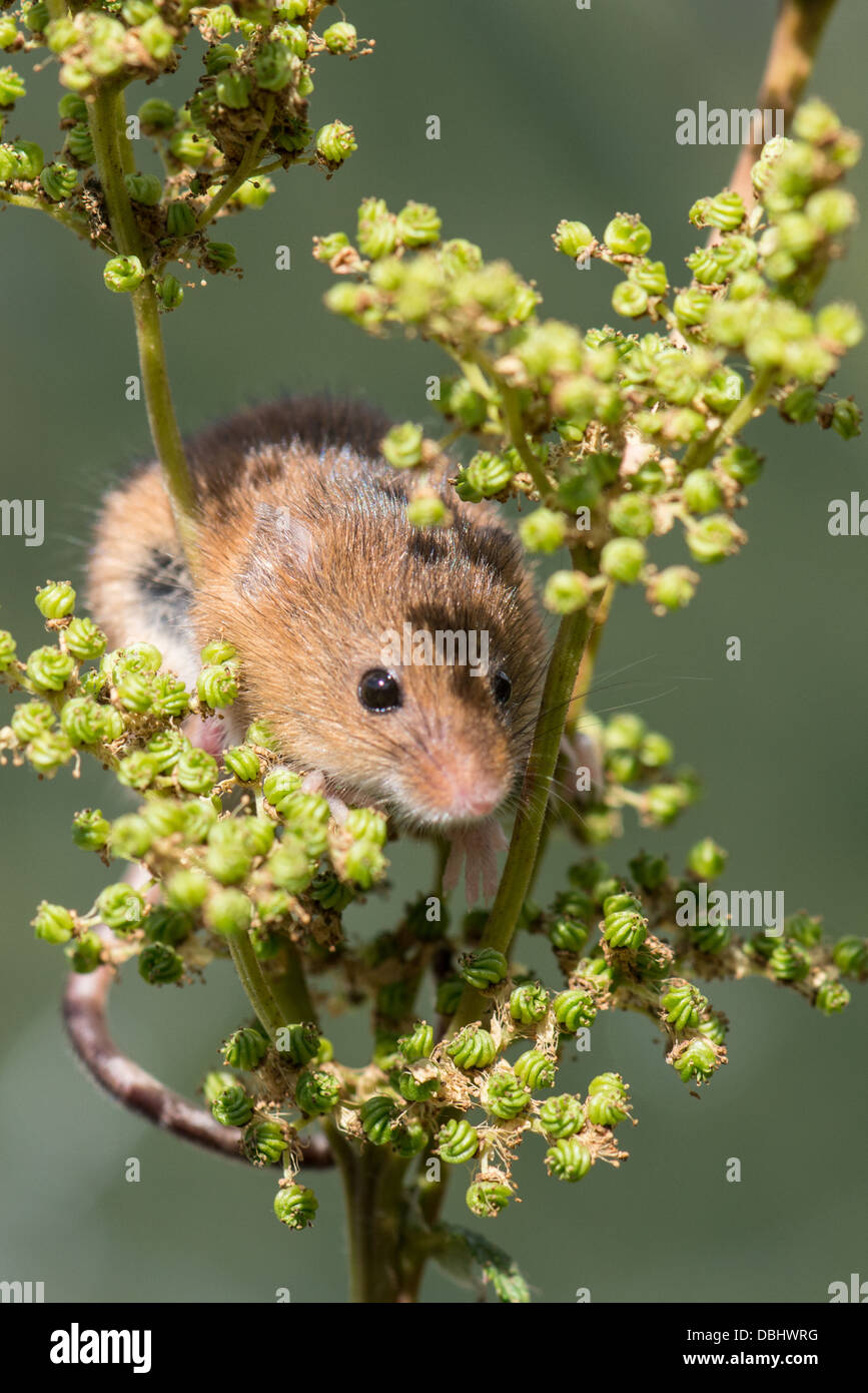 Harvest Mouse Micromys minutas peeping out of flower head Stock Photo