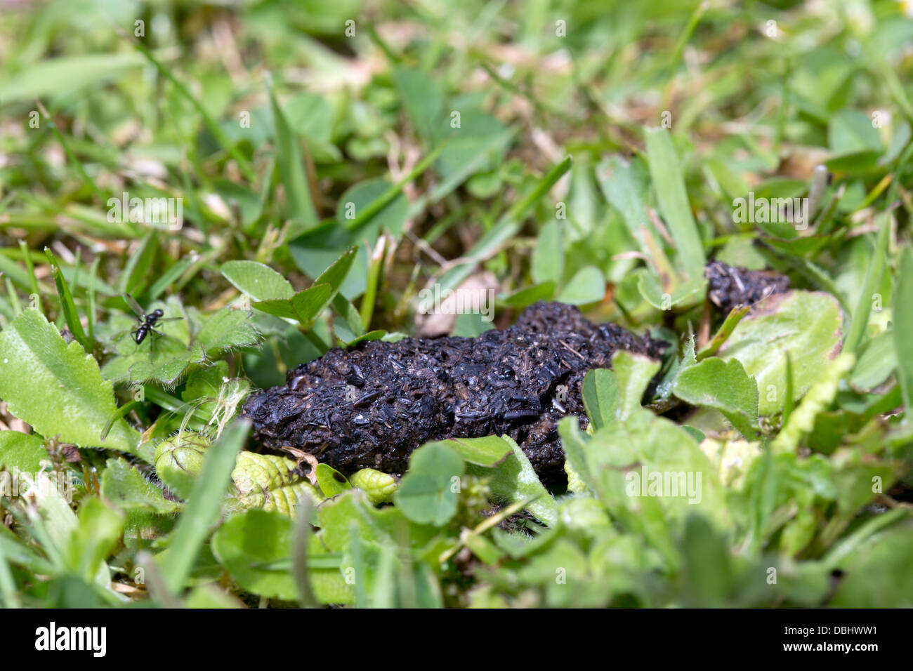 Hedgehog Dropping; UK Stock Photo Alamy