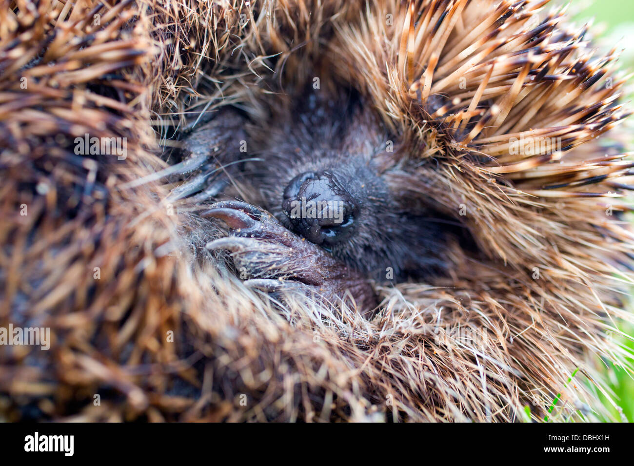 Hedgehog; Erinaceus europaeus; Curled; Shetland; UK Stock Photo