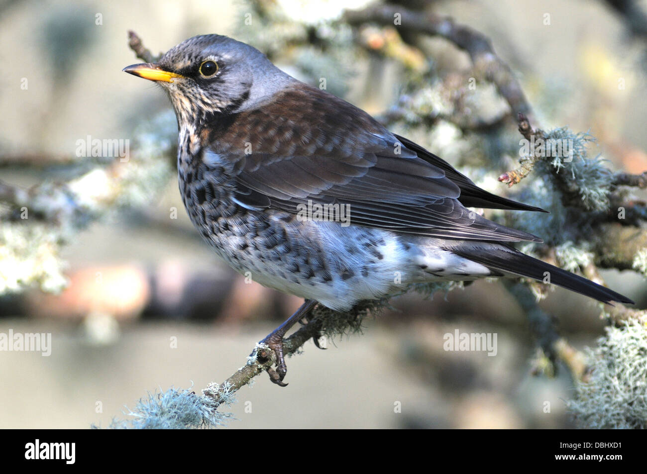 Fieldfare in winter.fieldfare turdus pilaris winter thrush bird birds thrushes migratory nature wildlife Stock Photo