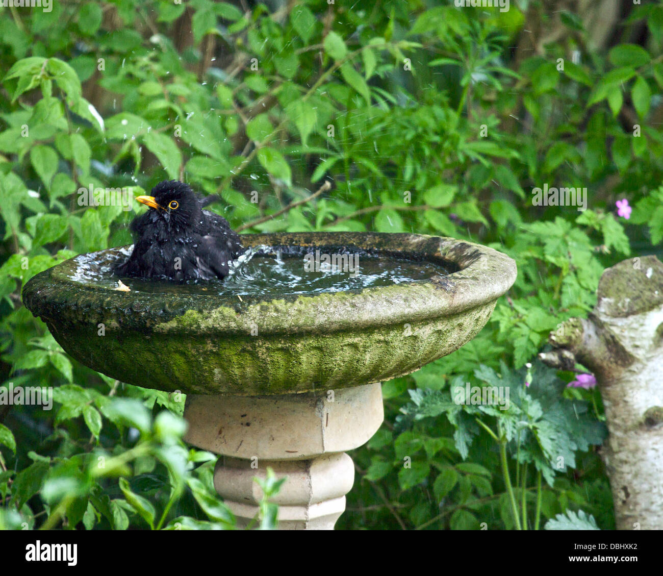 bathing male blackbird Stock Photo