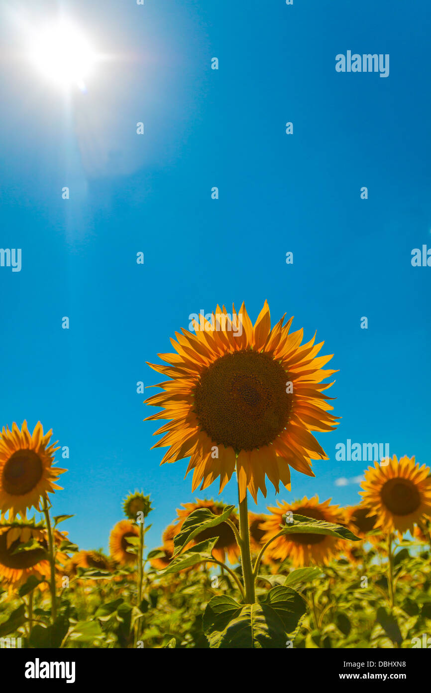 Photo of sunflowers against the blue sky Stock Photo - Alamy