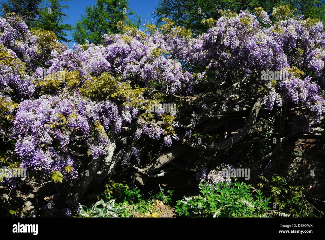 wisteria climbing shrub garden Stock Photo