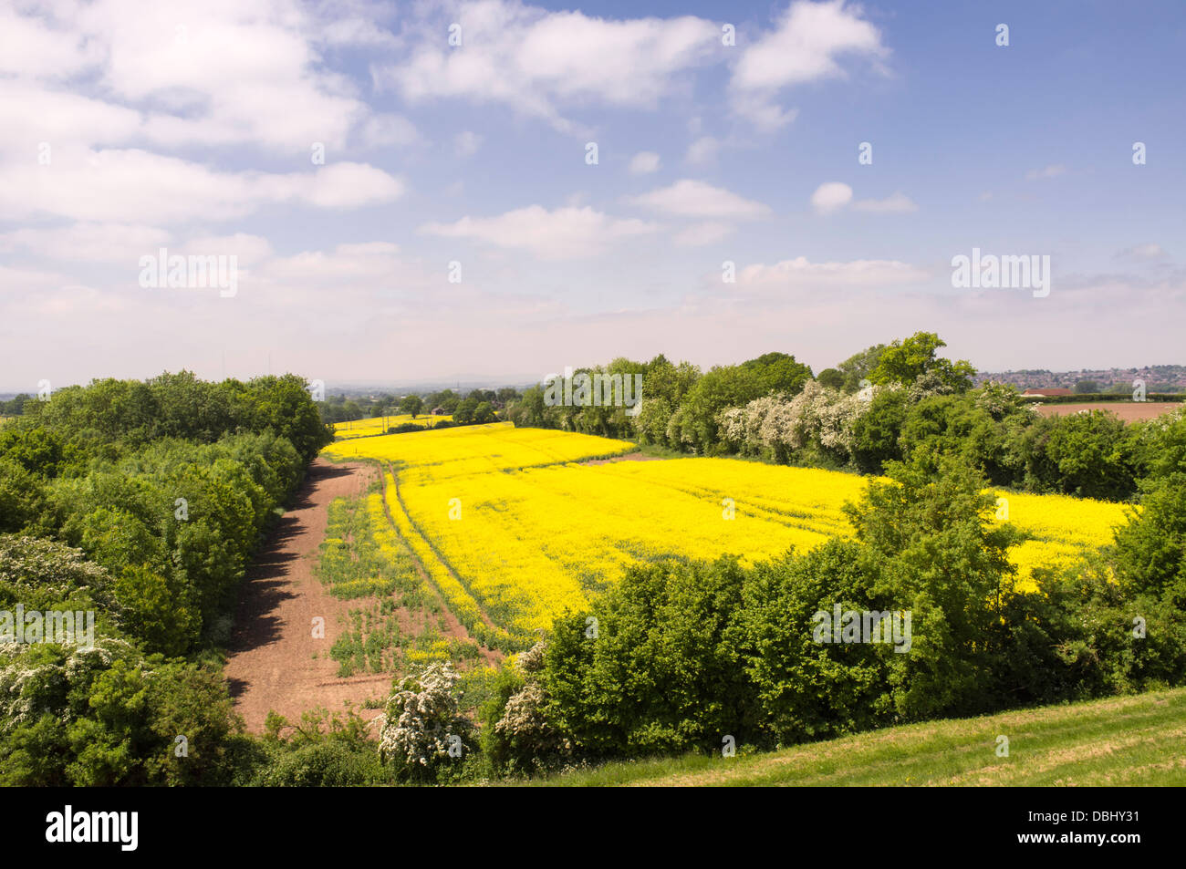 Oil seed rape field with patches of lost production, England, UK Stock ...