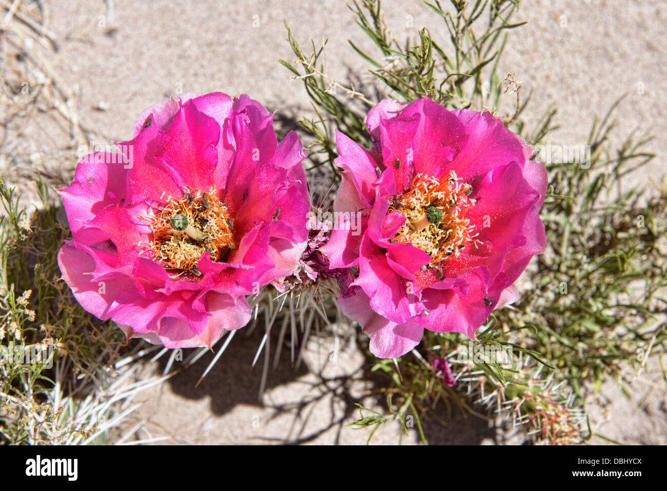 devil's claw cactus (scelerocactus parviflorus) blooming in the Canyonlands National Park, Utah Stock Photo