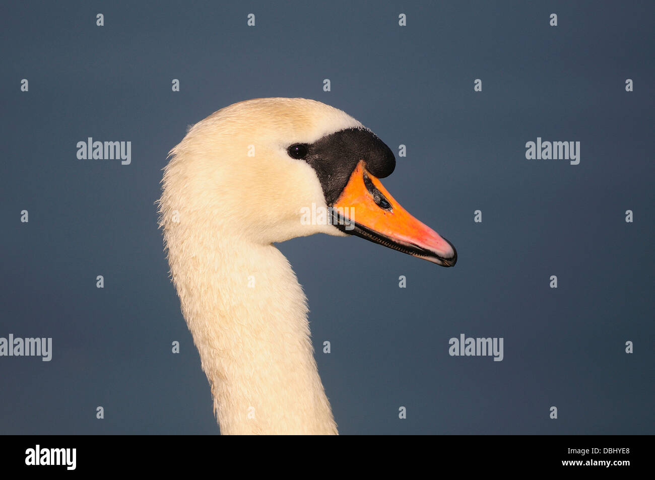 The head and neck of a mute swan Stock Photo