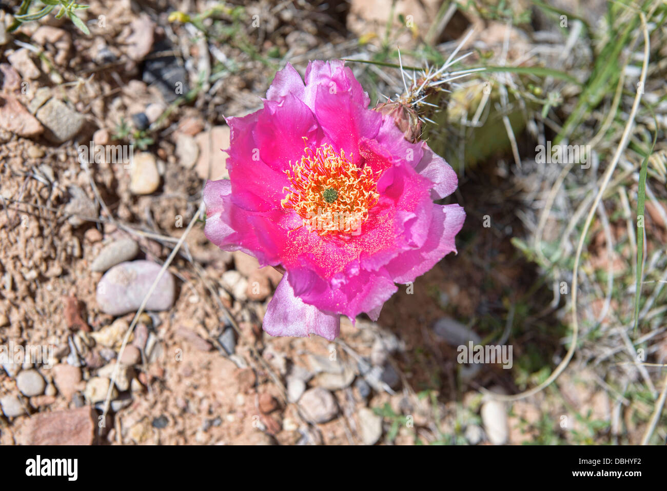 devil's claw cactus (scelerocactus parviflorus) blooming in the Canyonlands National Park, Utah Stock Photo
