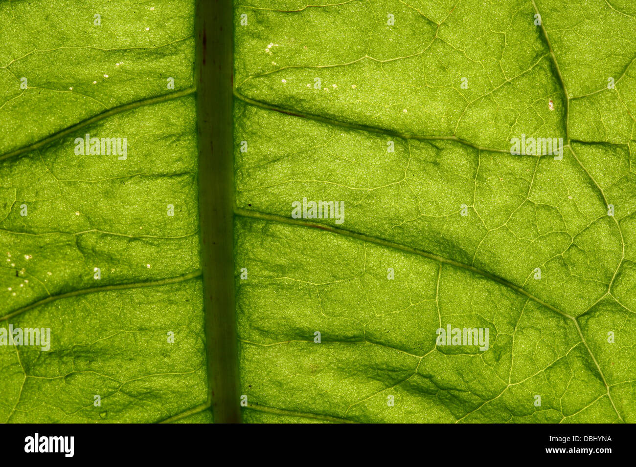 green leaf vein macro close up Stock Photo - Alamy