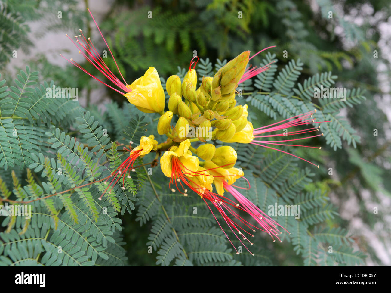 Caesalpinia gilliesii Yellow Bird Of Paradise Stock Photo