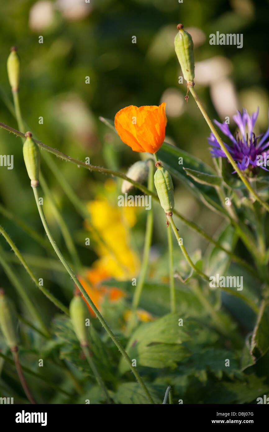 Orange cornflower hires stock photography and images Alamy