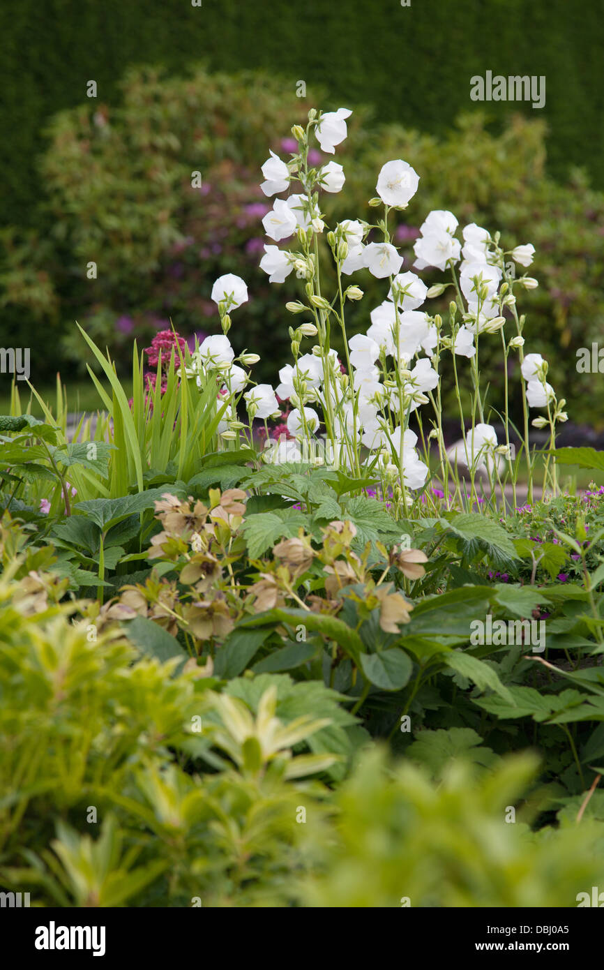 White Canterbury Bells Campanula persicifolia with christmas rose in foreground and pieris Stock Photo