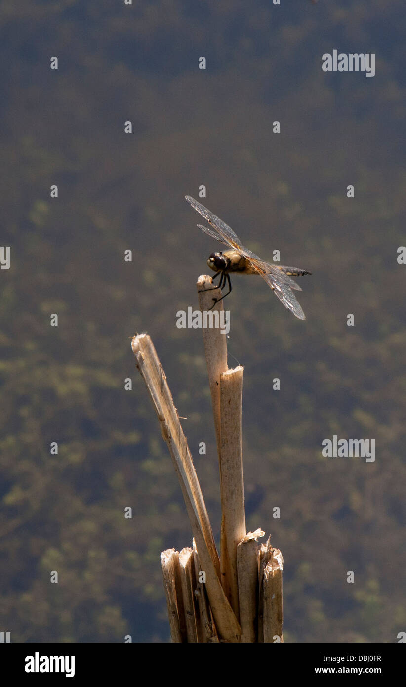 Four-Spotted Chaser Dragonfly on Stick Stock Photo