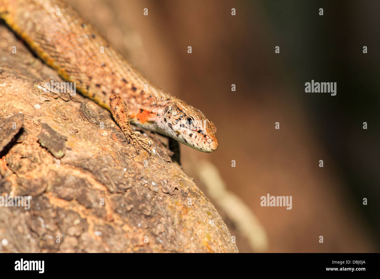 A small lizard of the Algyroides species on a log in Corfu Greece Stock Photo