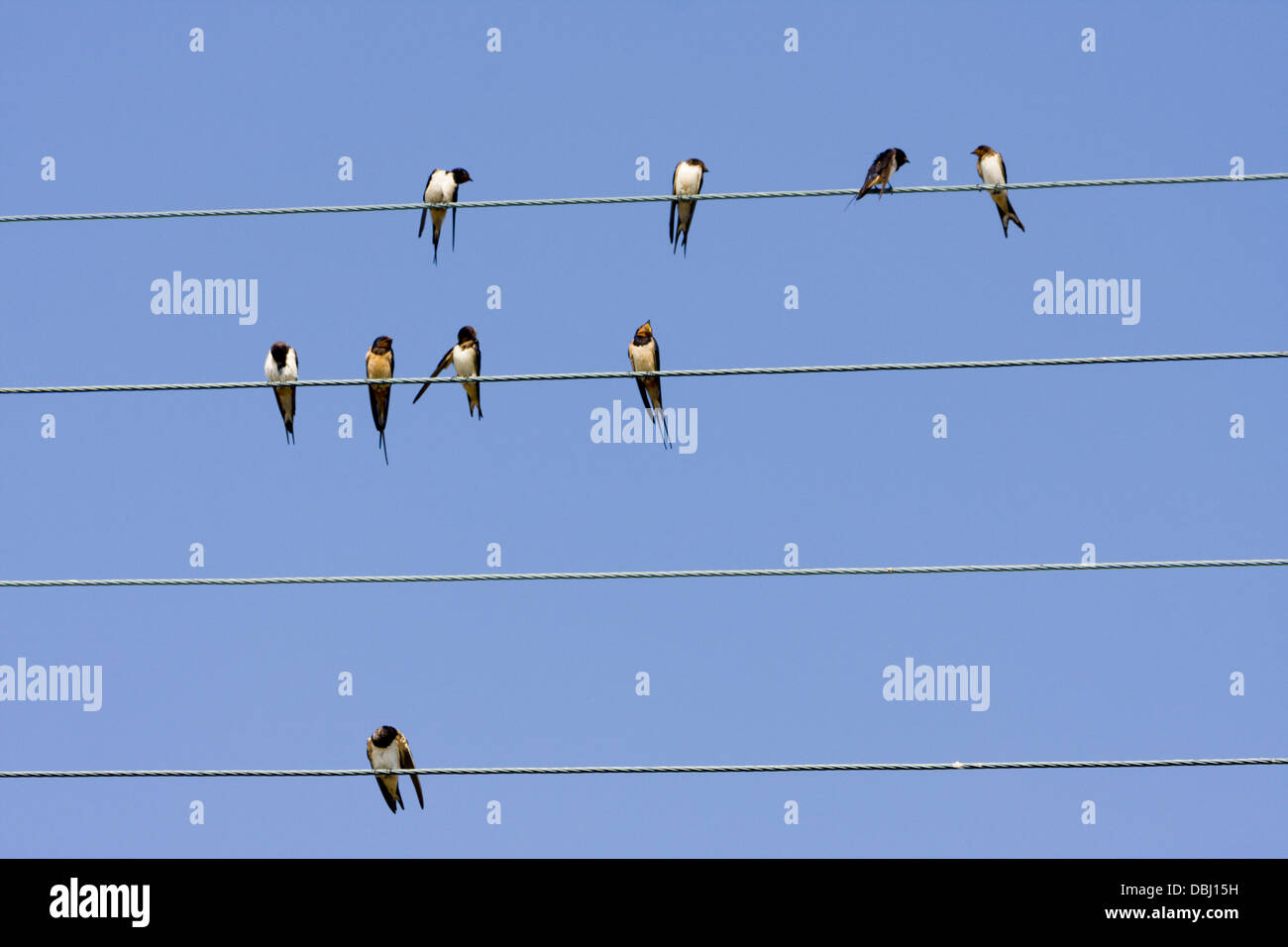 Swallows waiting on phone and power lines in Corfu Stock Photo