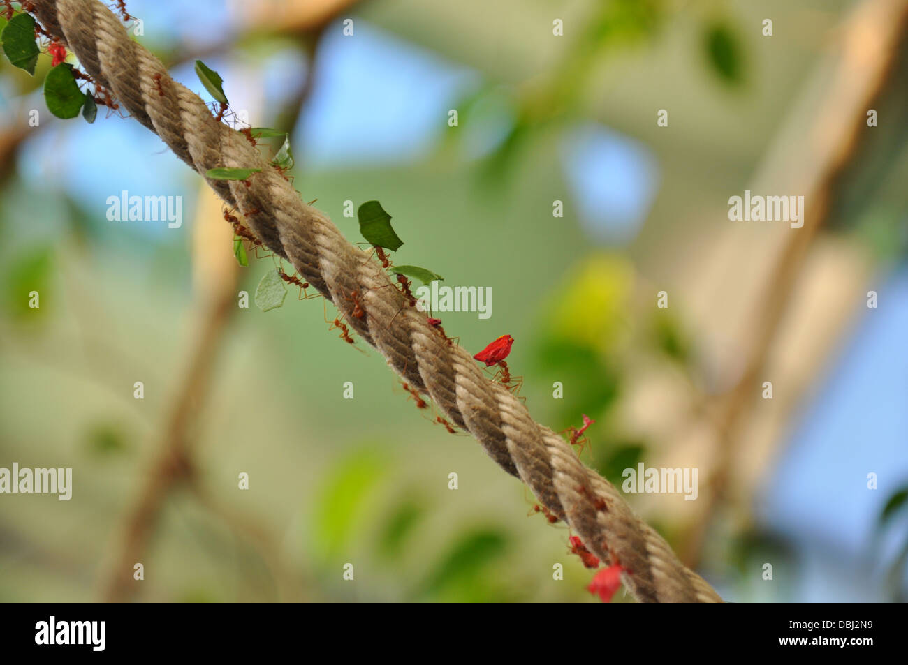 Red ants carefully carry bits of leaf along a rope. Stock Photo