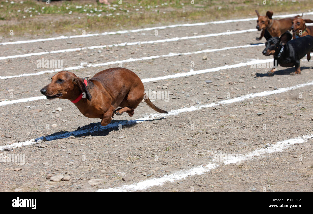 Weiner dog race. Stock Photo