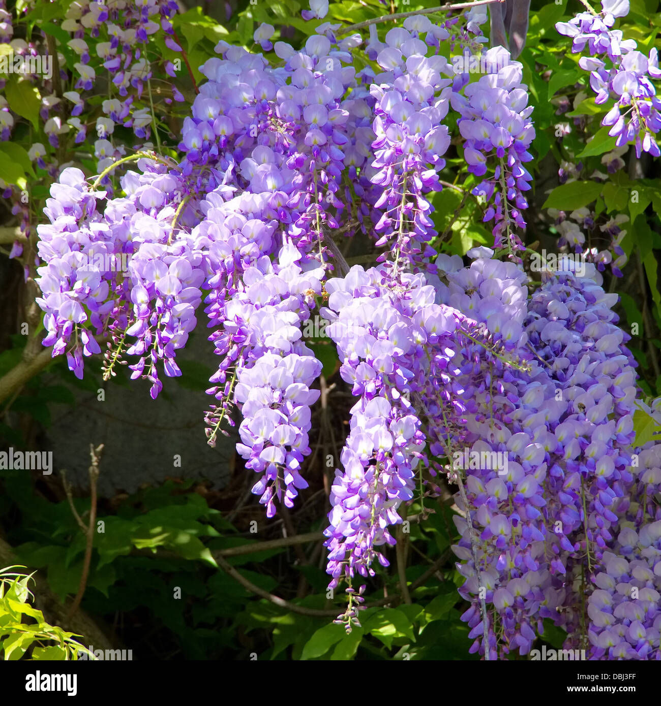 Blauregen wisteria sinensis hi-res stock photography and images - Alamy