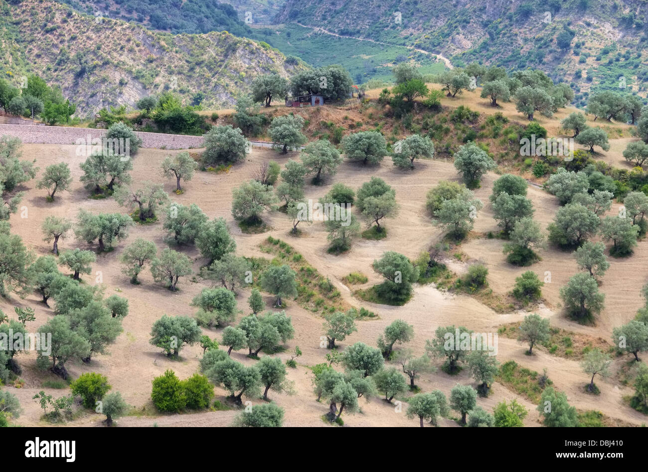 Olive tree calabria italy hi-res stock photography and images - Alamy