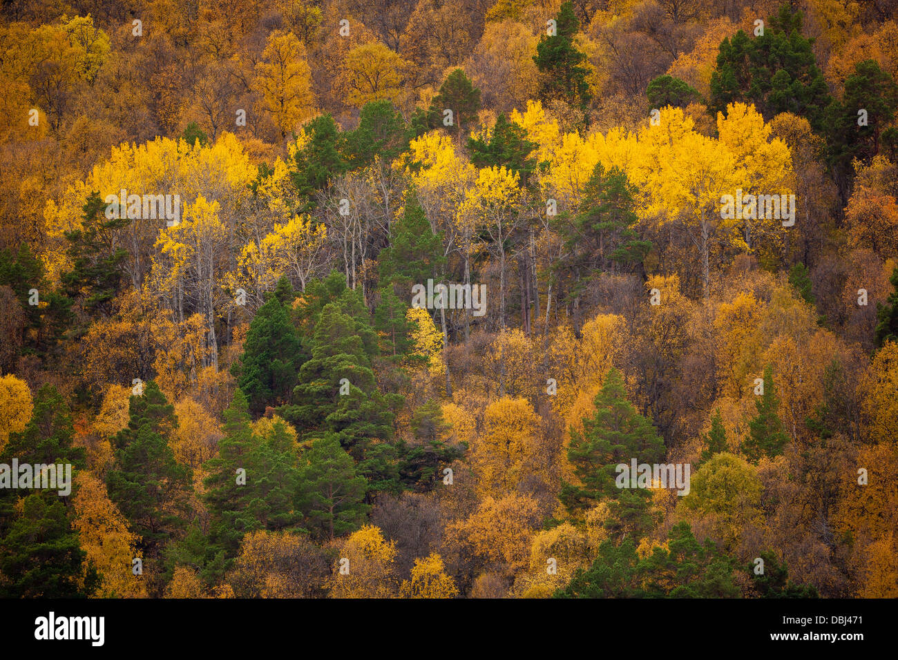 Fall colors in the hillside of Lieslia near Dombås at Dovre, Norway. Stock Photo