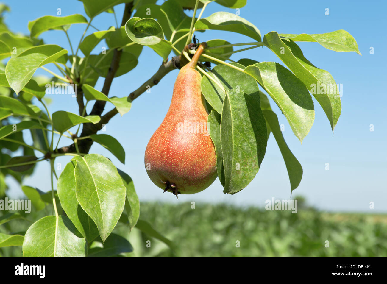 Tasty young pear hanging on tree. Selective focus on pear. Stock Photo