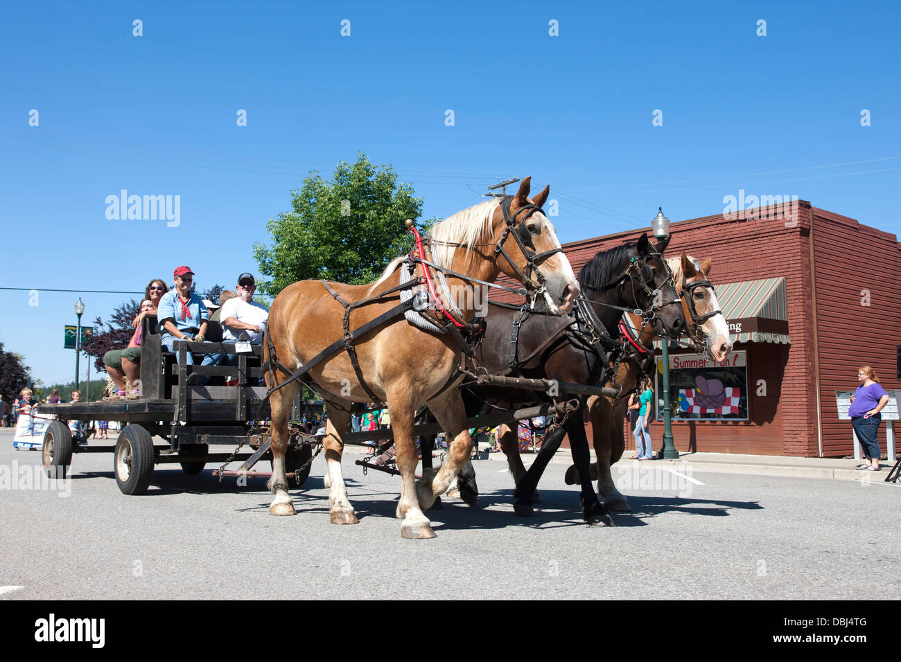 Draft horses in parade Stock Photo Alamy