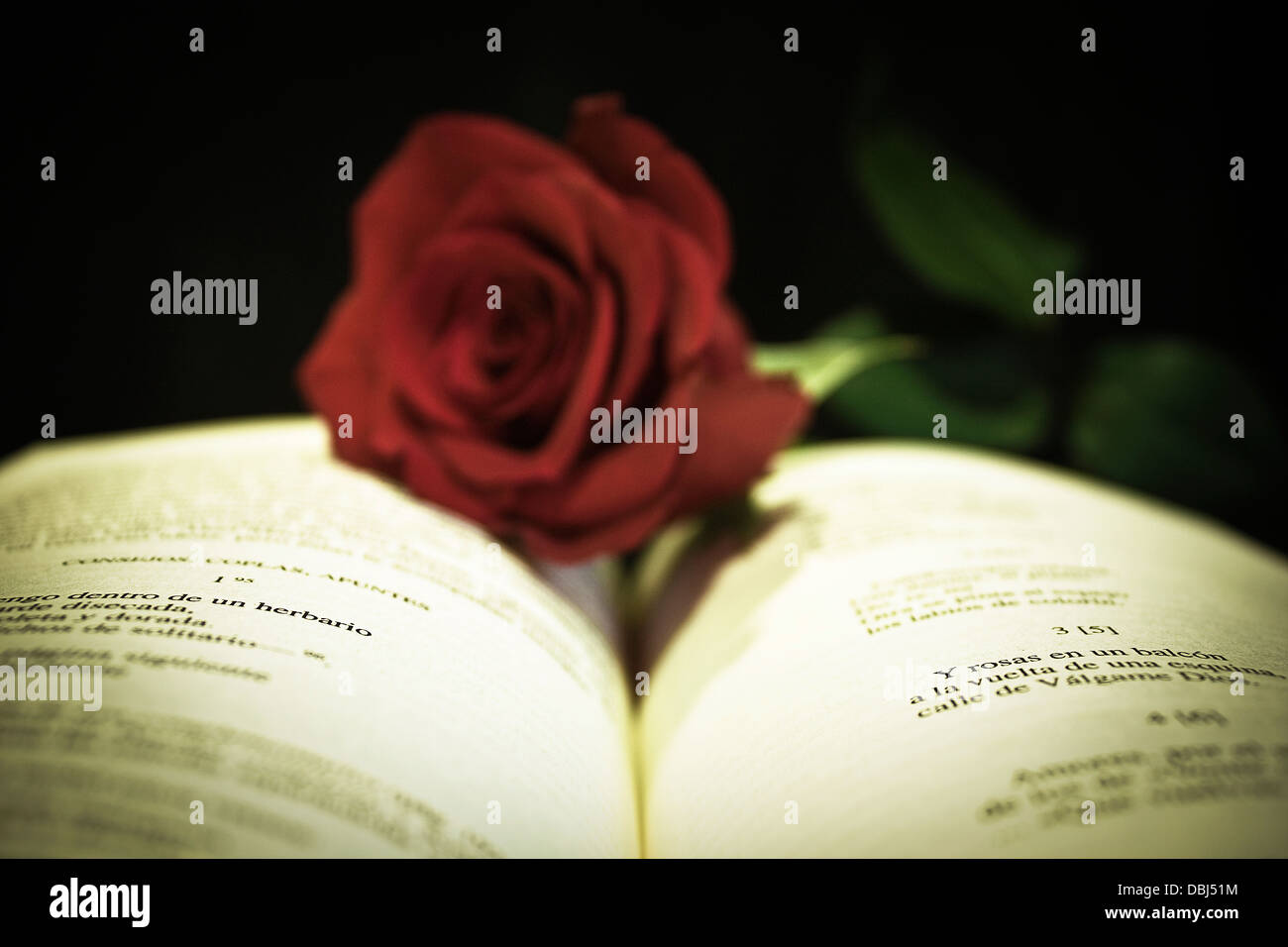 Open book with red rose on black background, still life ,poetic,romantic,love,photograph,creative,flower,light Stock Photo