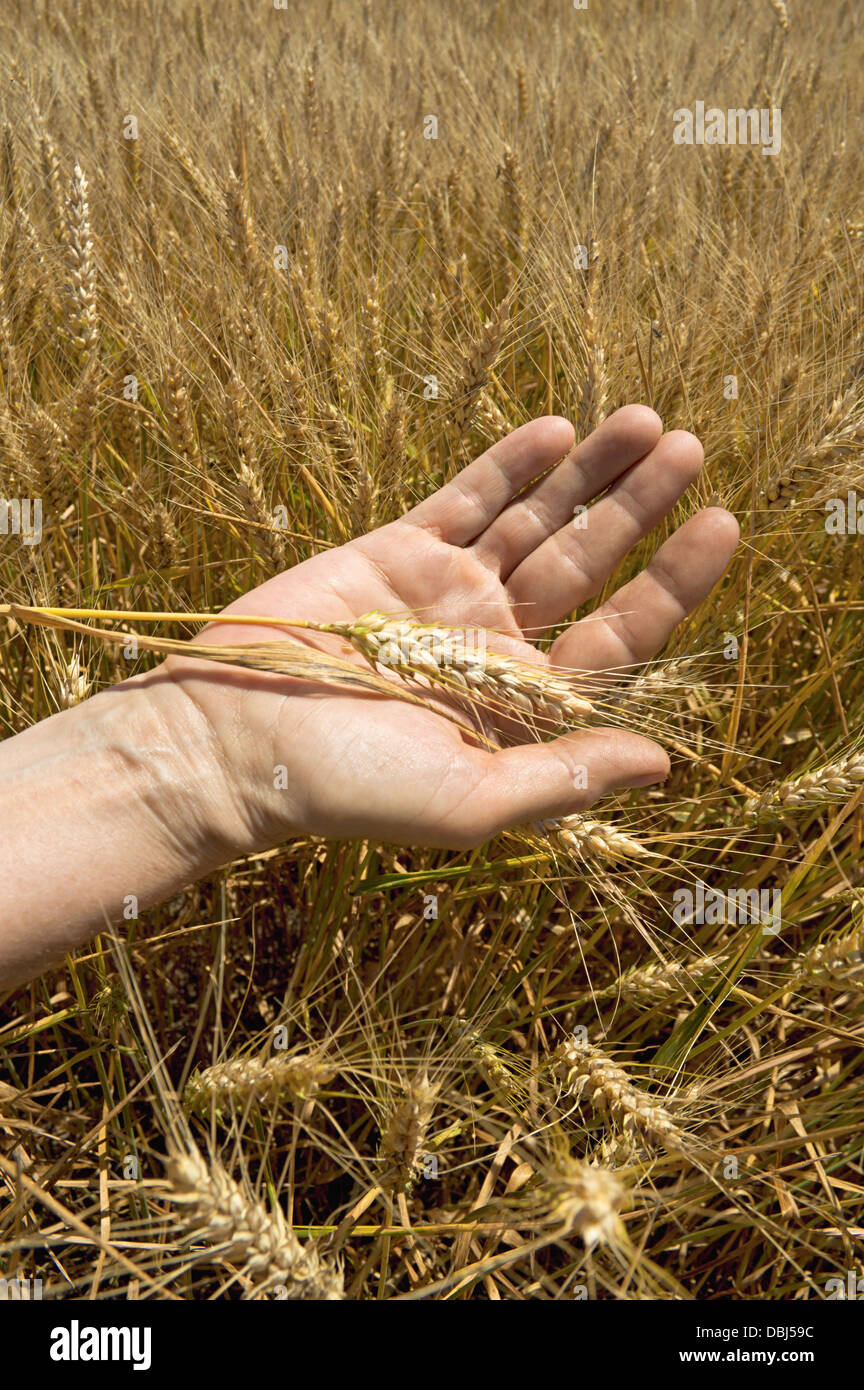 Wheat ears in the hand. Harvest concept Stock Photo