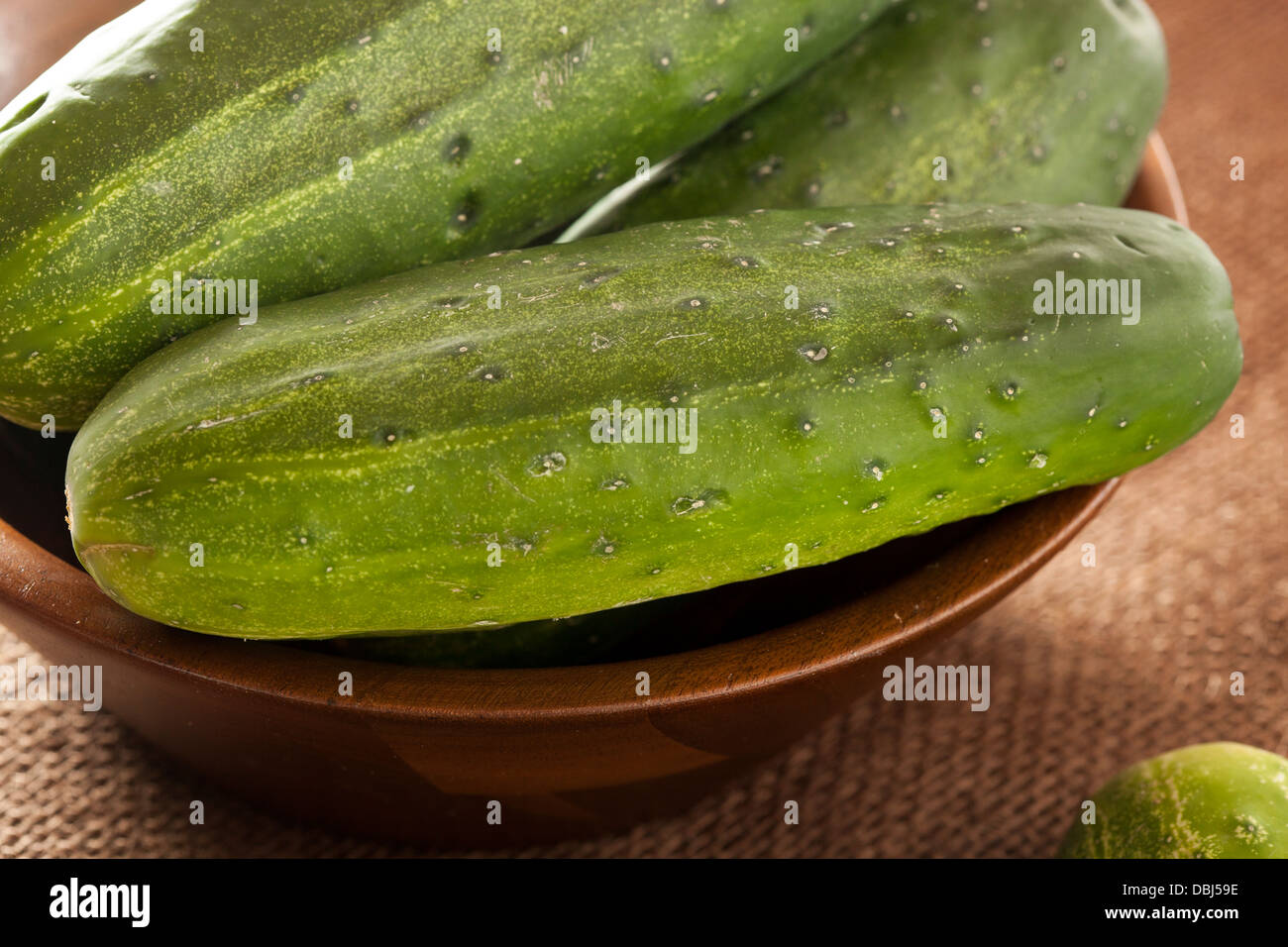 Organic Green Pickle Cucumbers used for Pickling Stock Photo Alamy