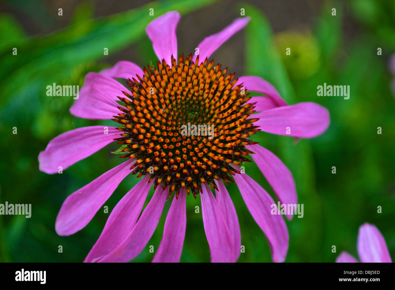 Wilting flower hires stock photography and images Alamy