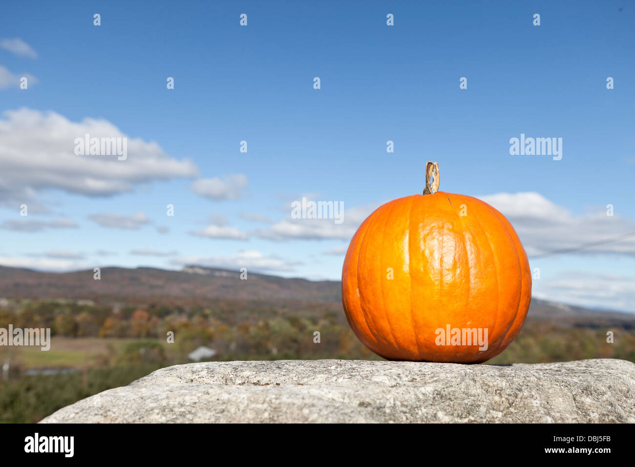 pumpkin out doors on a sunny autumn  day Stock Photo