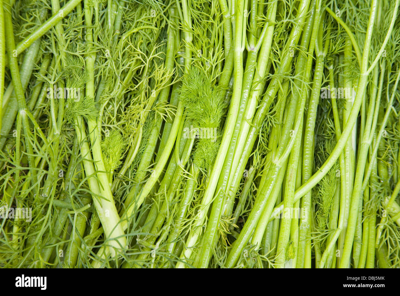 Dill farm hi-res stock photography and images - Alamy