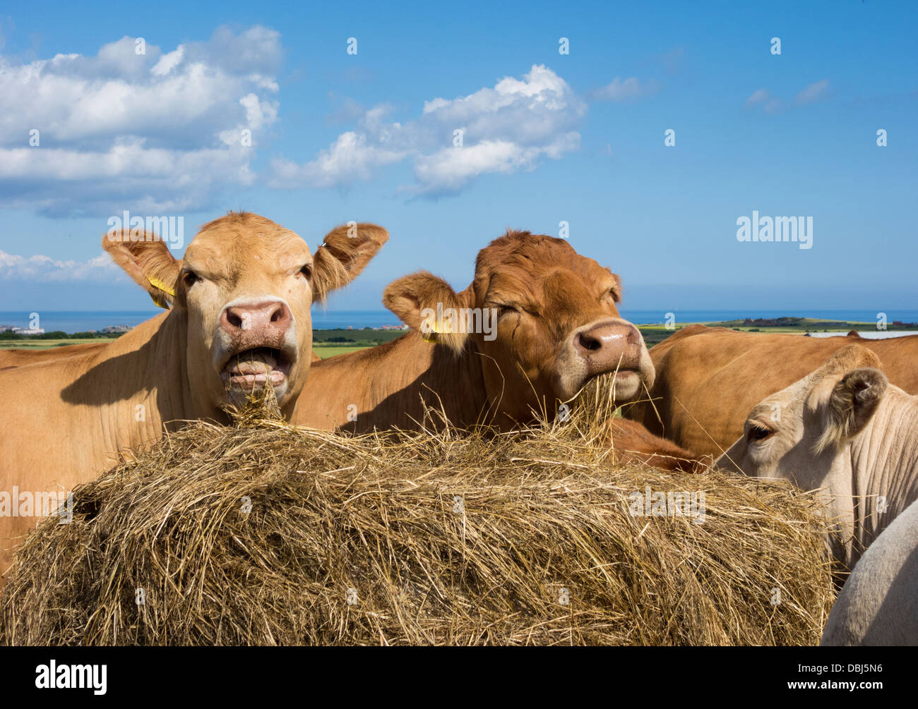 Cows feeding on hay bale. England, UK Stock Photo 58791970 Alamy