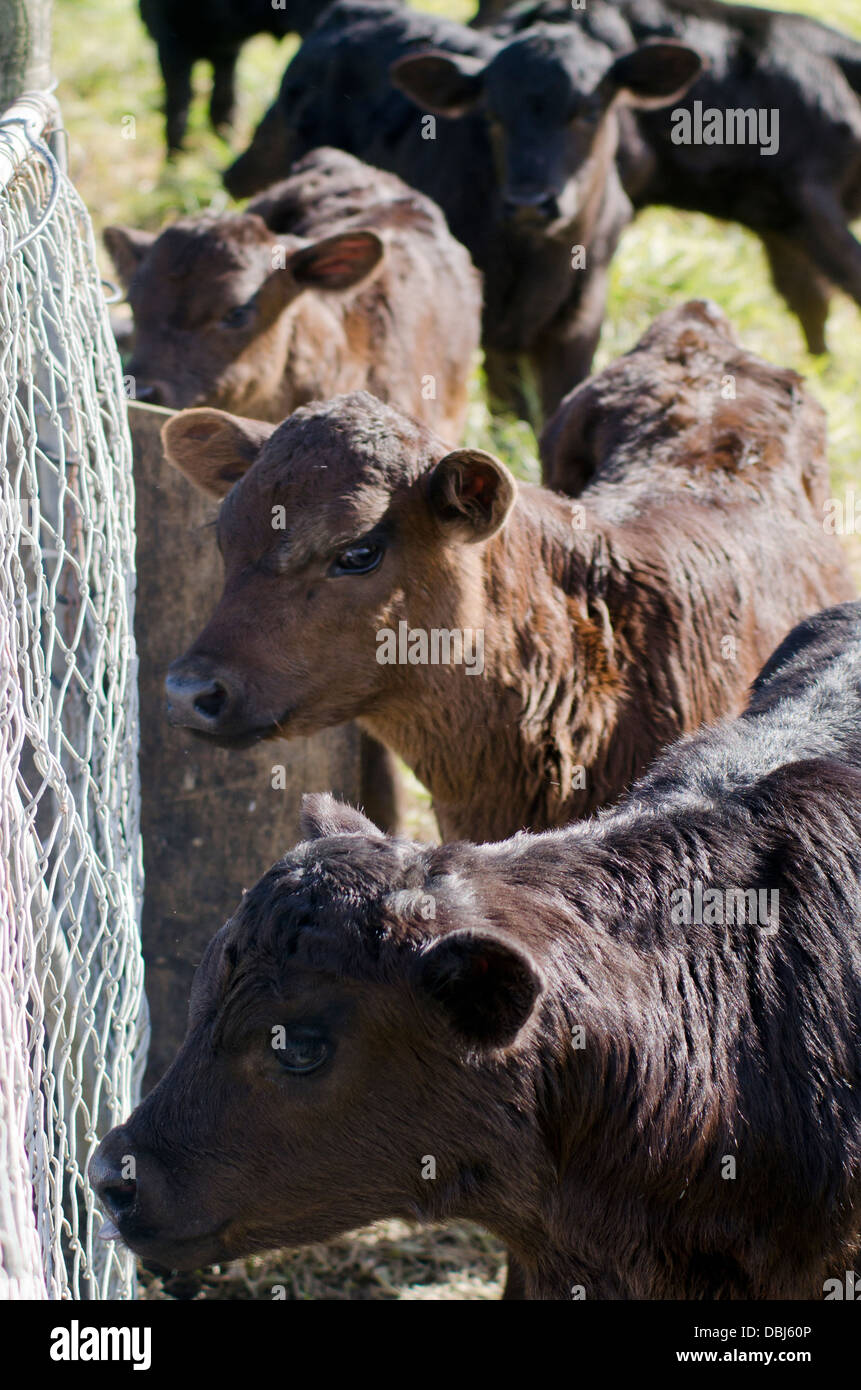Jersey Calves High Resolution Stock Photography and Images - Alamy