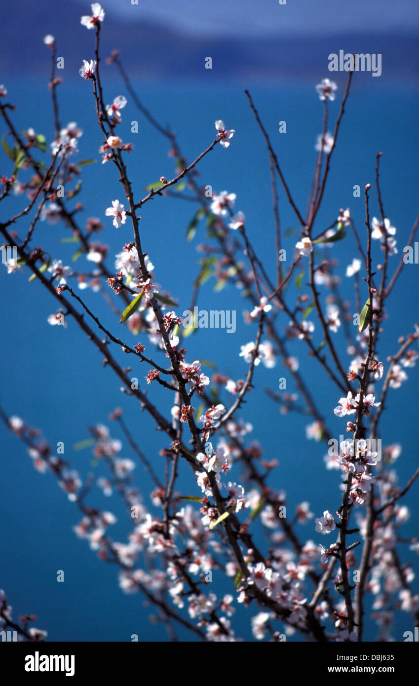 Grace branch hi-res stock photography and images - Alamy