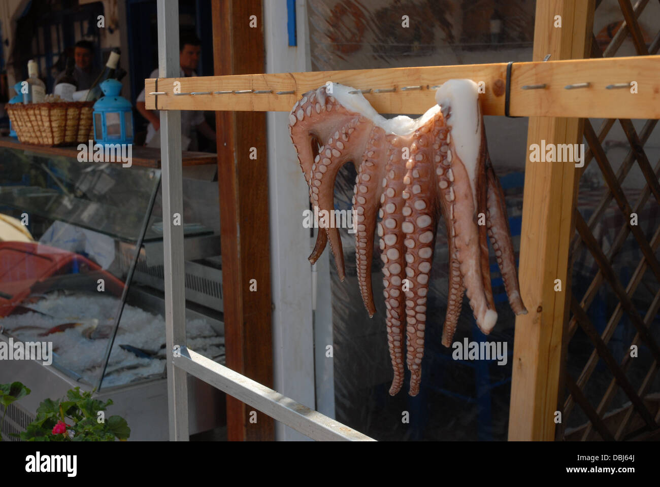Octopodes Stock Photos & Octopodes Stock Images Alamy