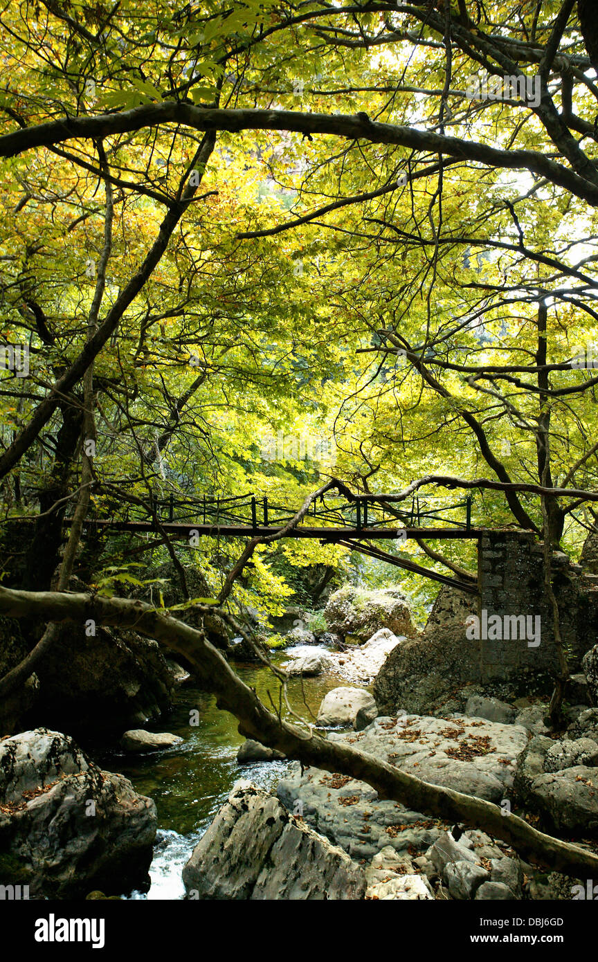 River flowing through forest Stock Photo - Alamy