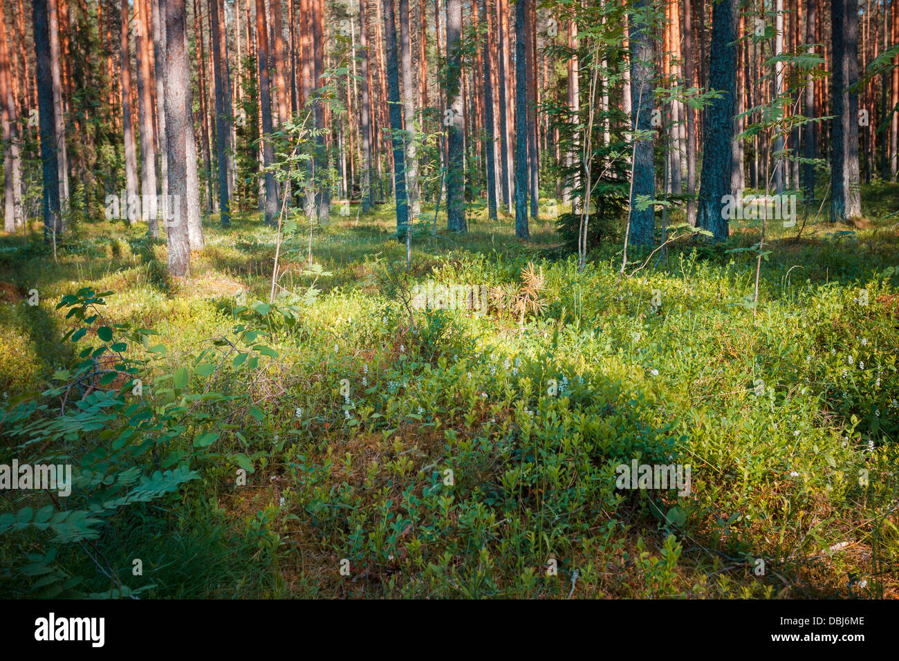 Pine forest with the last of the sun shining through the trees Stock ...