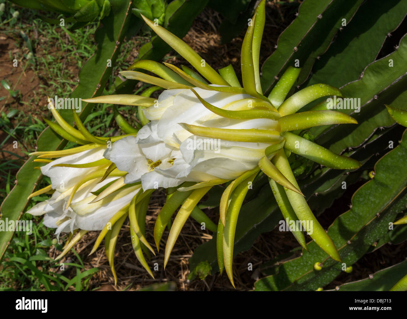 The white flower of the pitaya plant aka dragon fruit. Stock Photo
