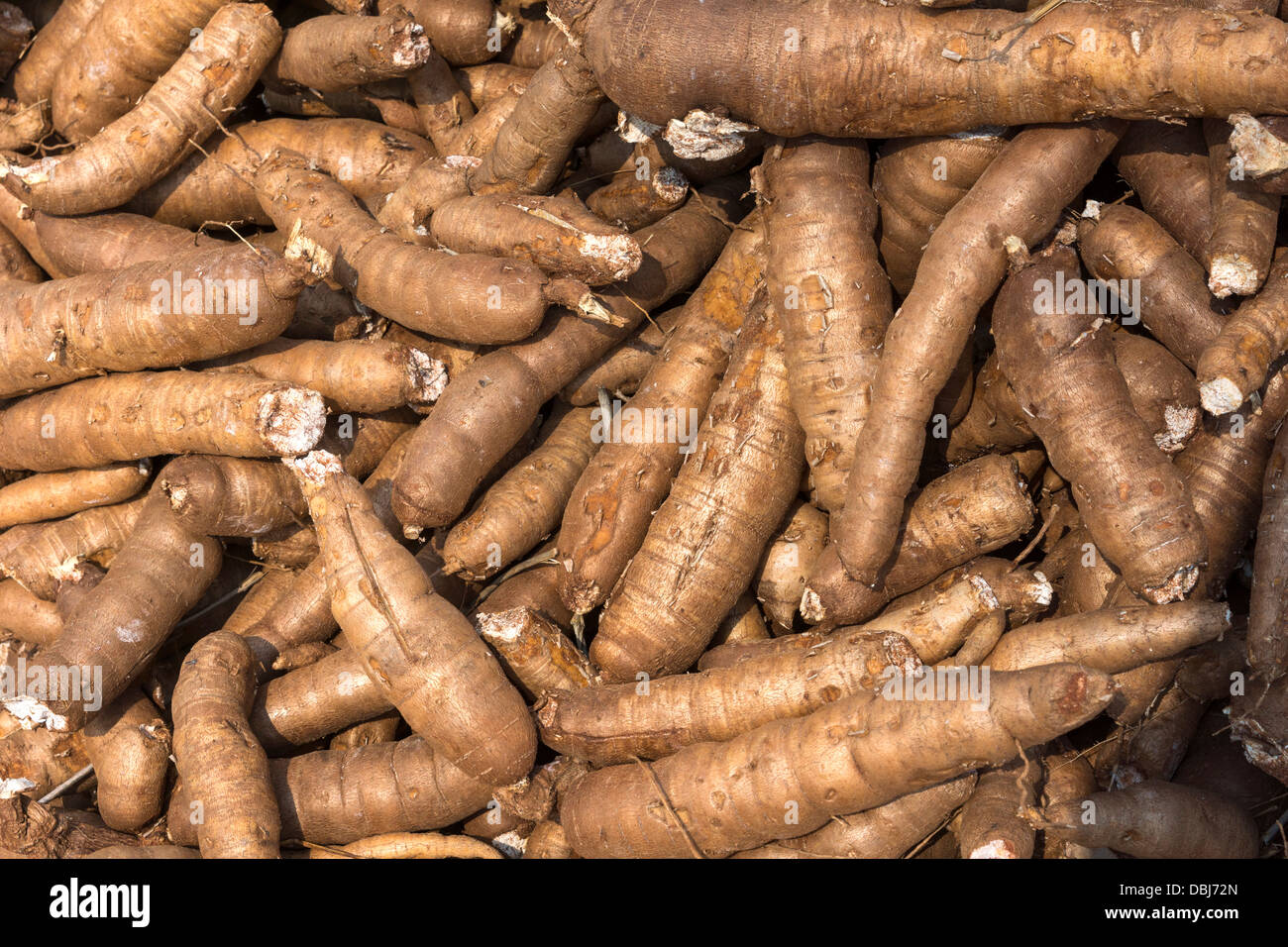 Close-up of a bunch of tapioca roots in a Vietnamese field. Beige-brown is the dominant color of dry tapioca roots. Stock Photo