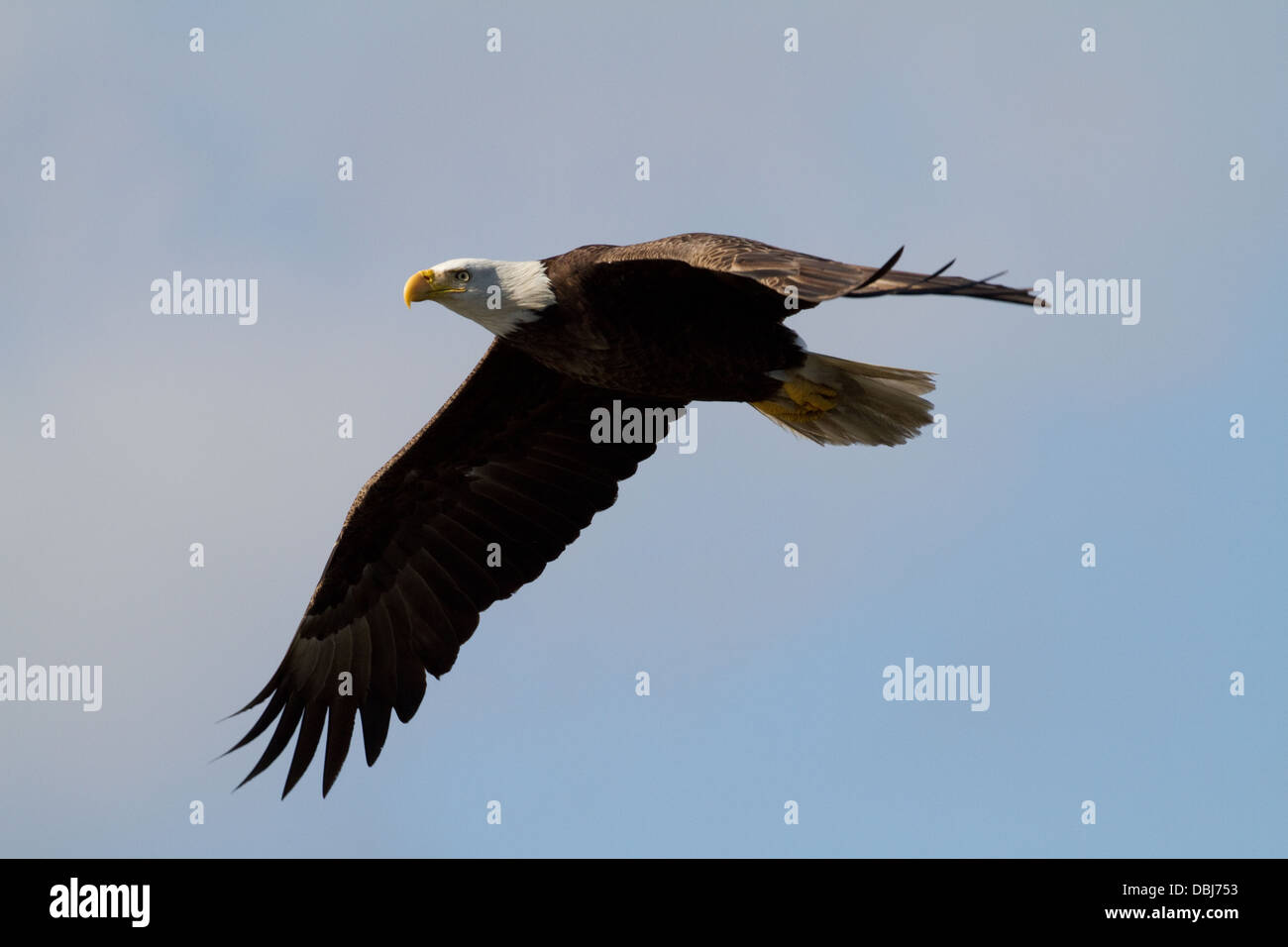 American Bald Eagle in flight Stock Photo Alamy