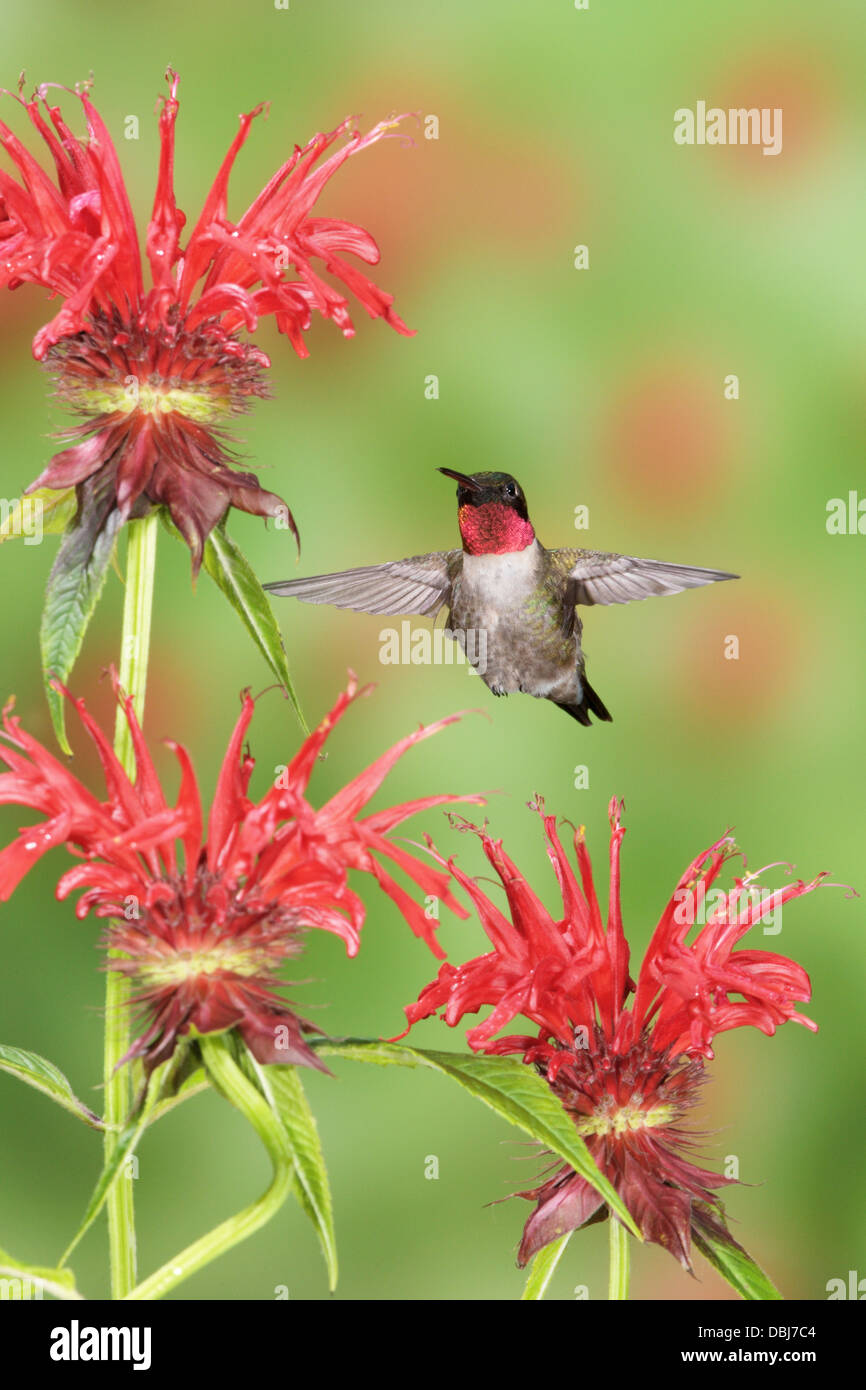 Male Ruby throated Hummingbird hovering seeking nectar from Bee Balm Blossoms Flowers Blooms - vertical Stock Photo