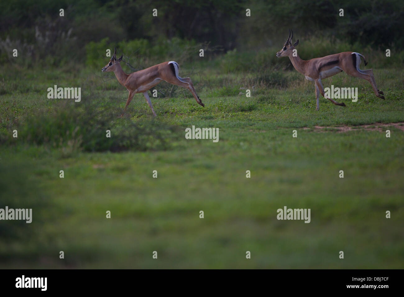 Grants Gazelle Running Hi res Stock Photography And Images Alamy grants-gazelle-running-hi-res-stock-photography-and-images-alamy
