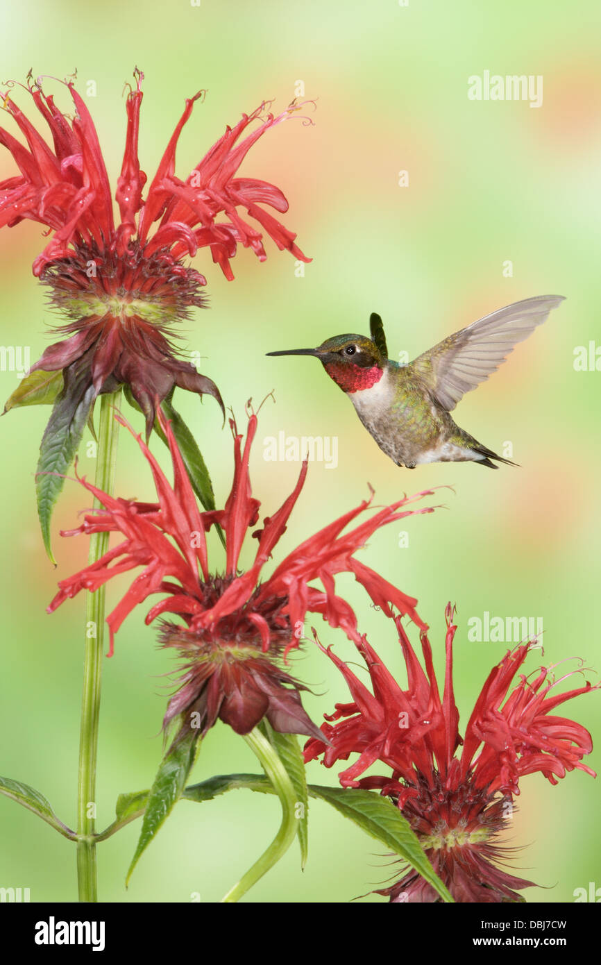 Male Ruby throated Hummingbird hovering seeking nectar from Bee Balm Blossoms Flowers Blooms - vertical Stock Photo