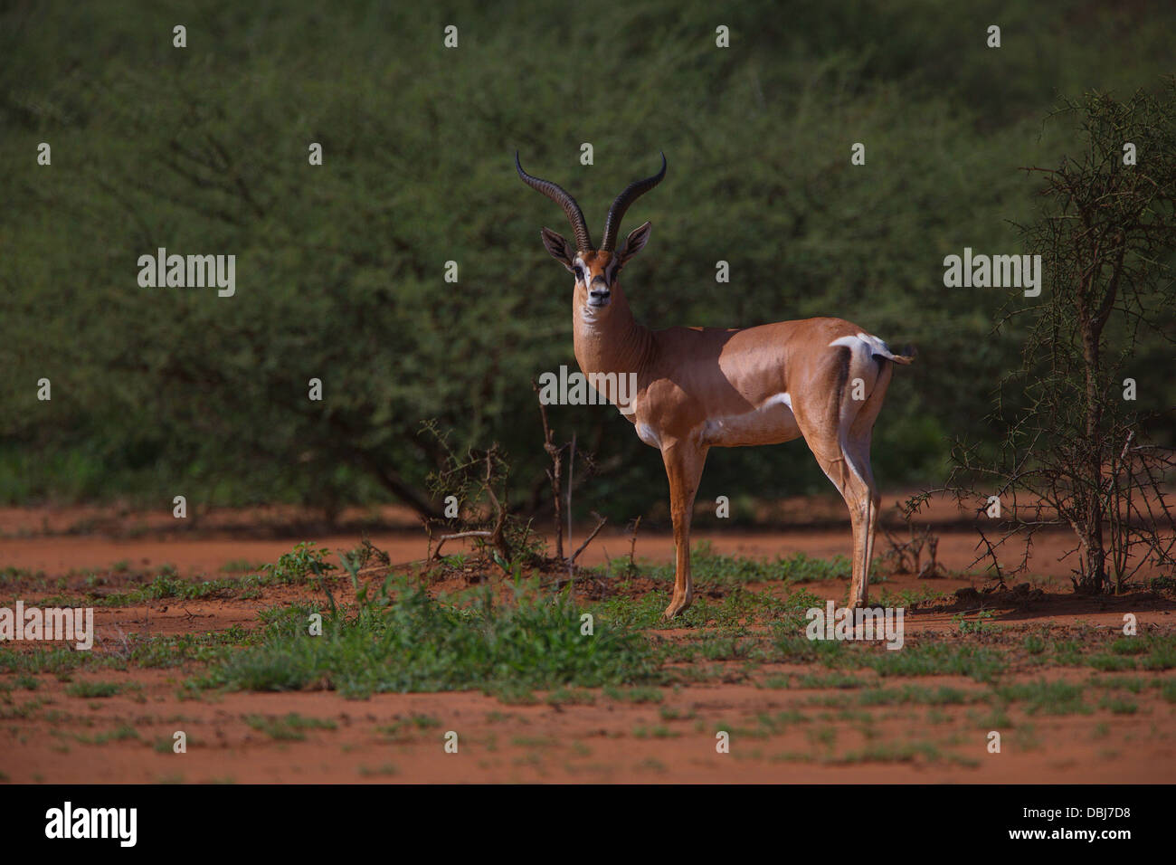 Grant's Gazelle locking horns. Nanger granti. Selenkay Conservancy. Kenya, Africa. Stock Photo