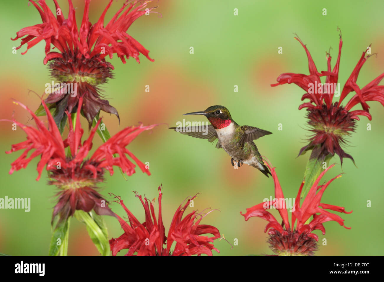 Male Ruby throated Hummingbird hovering seeking nectar from Bee Balm Blossoms Flowers Blooms Stock Photo