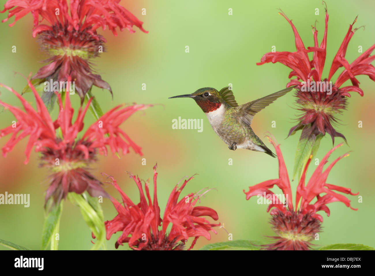 Male Ruby throated Hummingbird hovering seeking nectar from Bee Balm Blossoms Flowers Blooms Stock Photo