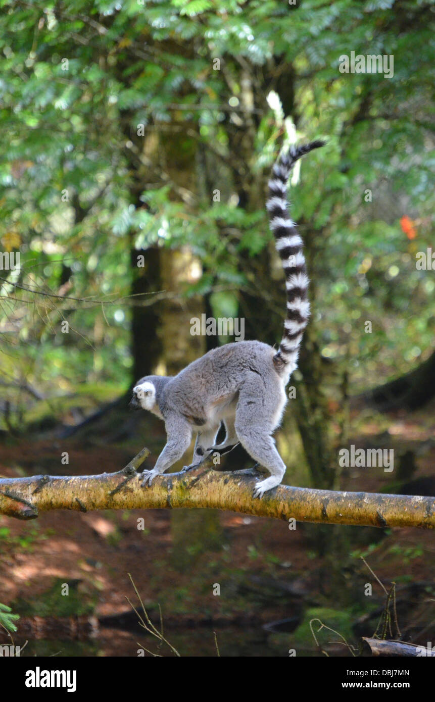 Animals, Wildlife, Nature Stock Photo - Alamy