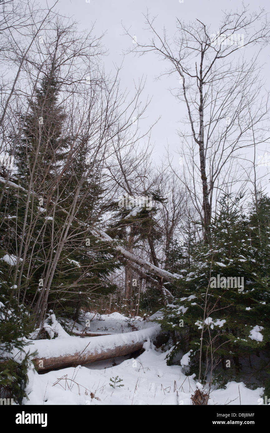 Snowy wooded area with fallen tree blocking path Stock Photo - Alamy